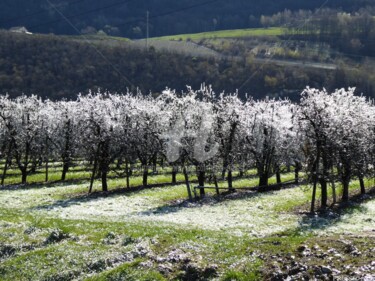Protection contre le gel des abricotiers en Valais - ( CH )